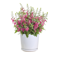 Forget-Me-Not Plants (Pink)